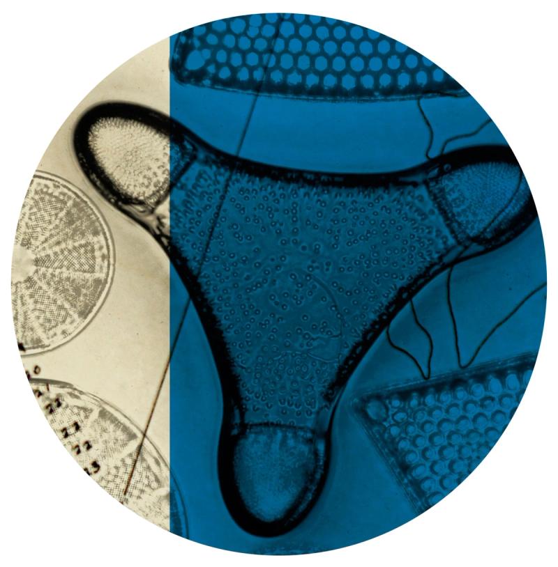 Artwork depicting microscopic organisms known as Diatoms, in blue and silver by artist Dana Montlack.