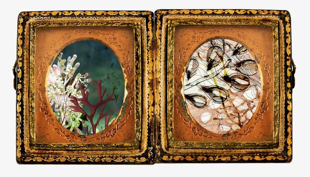  Photomontage with coral, sea anemone, plankton, kelp, natural history illustrations of red coral and seaweed, and a bathymetric map of La Joya layered and set within an 19th-century daguerrotype photocase.