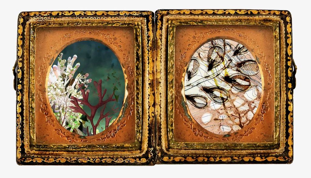 Photomontage with coral, sea anemone, plankton, kelp, natural history illustrations of red coral and seaweed, and a bathymetric map of La Joya layered and set within an 19th-century daguerrotype photocase.