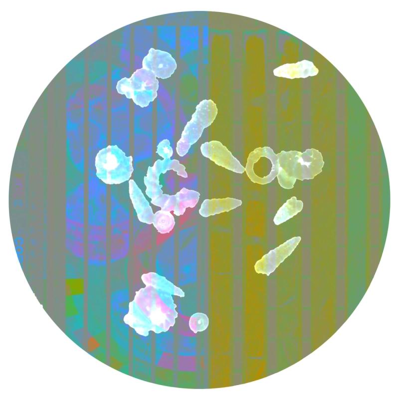 Artwork depicting microscopic images taken from ocean core samples, by artist Dana Montlack.