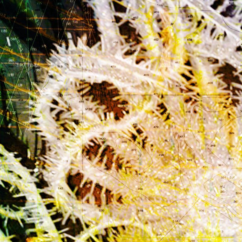 Sea of Cortez - Tondos