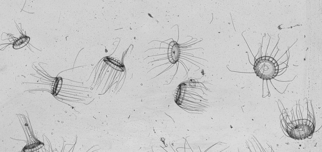 An example of imaging, showing microscopic lifeforms in black and white against a light field, of planktonic lifeform’s from Dr. Greer’s ZERO-C Lab.
