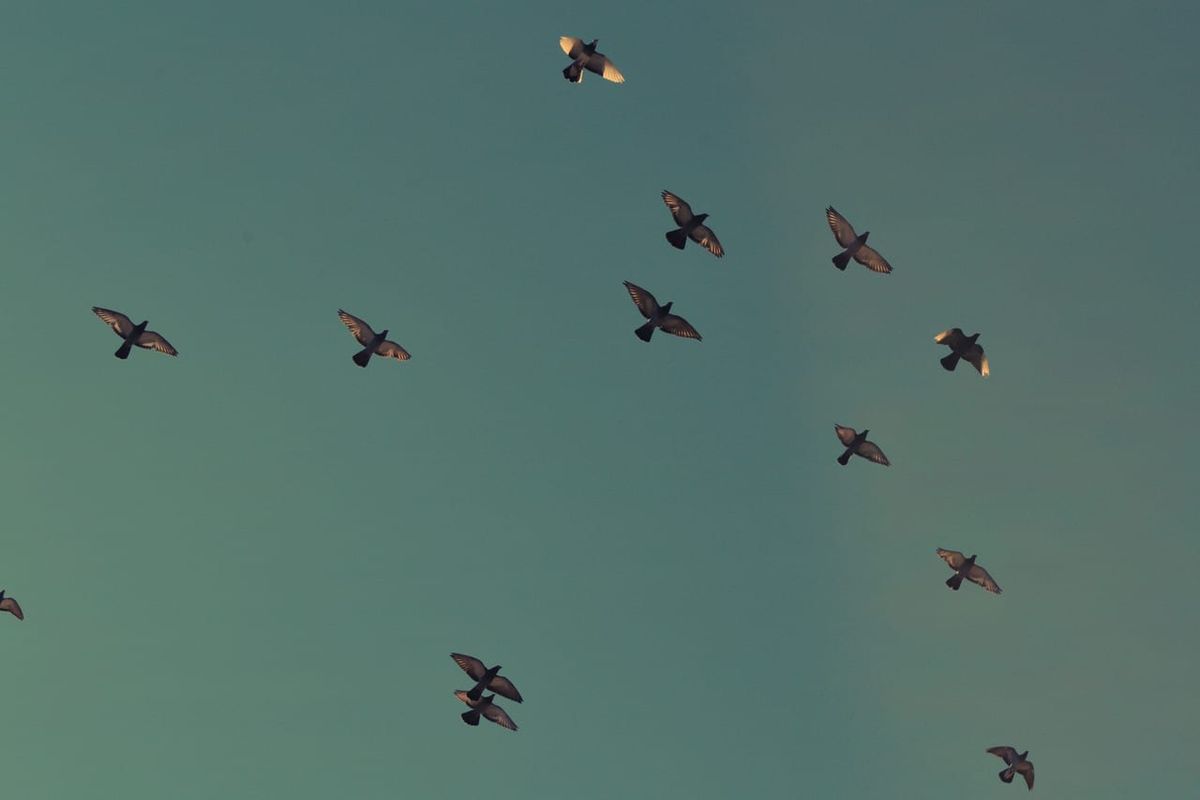 birds