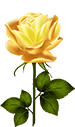 Yellow Rose