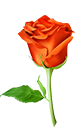 Orange Rose