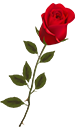 Red Rose