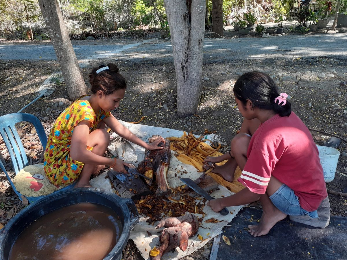 Two women preparing morinda roots together outdoors