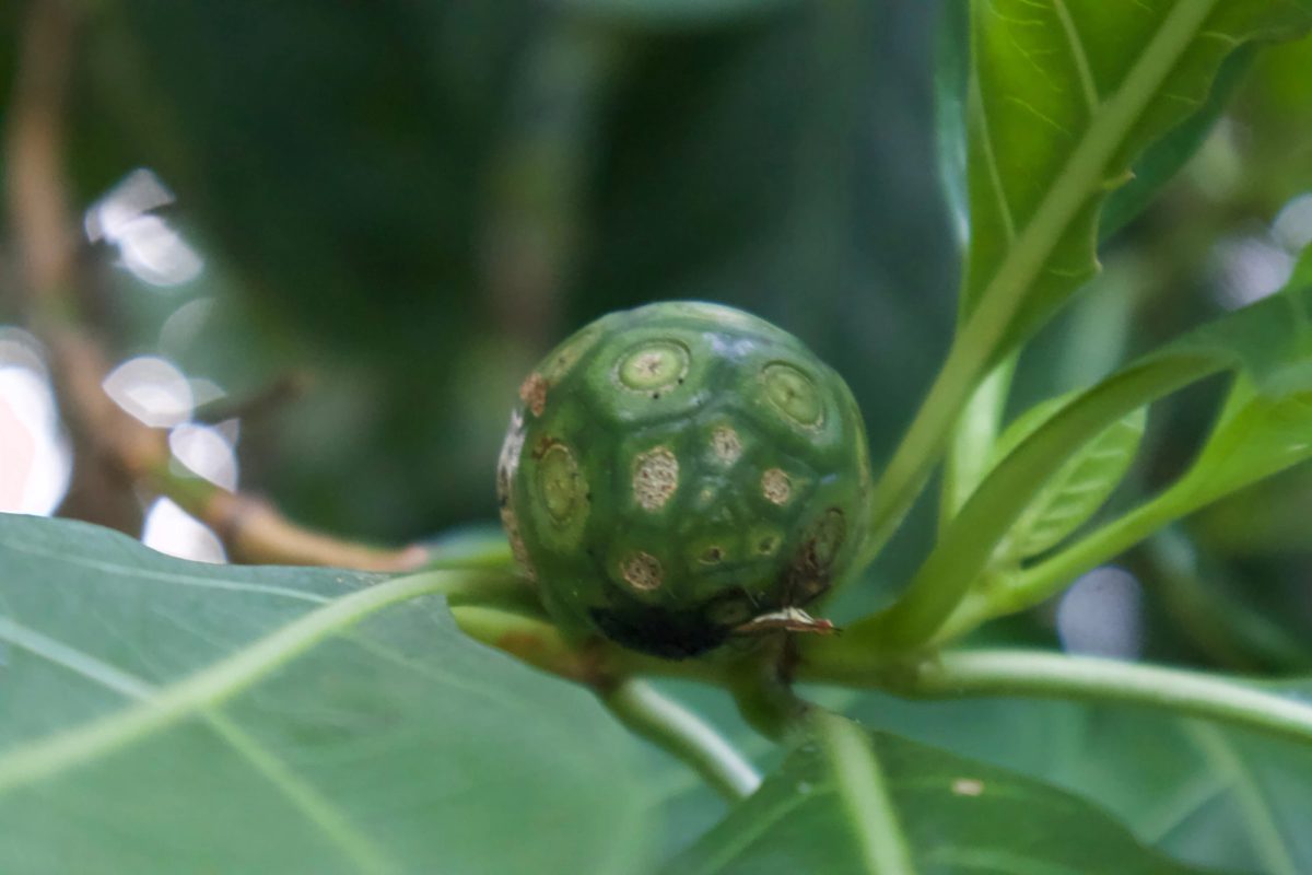 Green morinda fruit growing among sunlit leaves