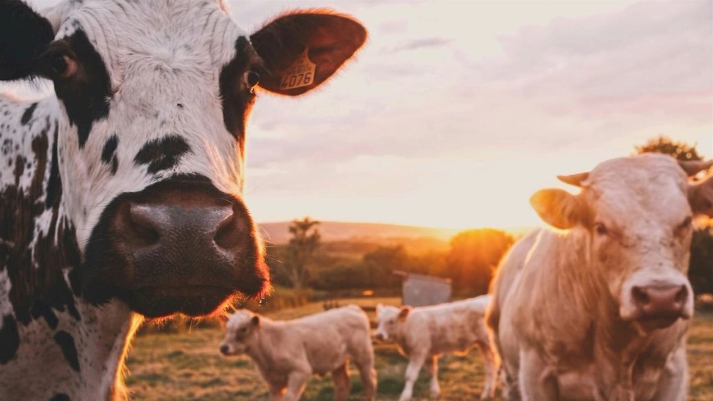 Peter Thiel's Founders Fund backs solar-powered cattle collar startup at $2 billion valuation