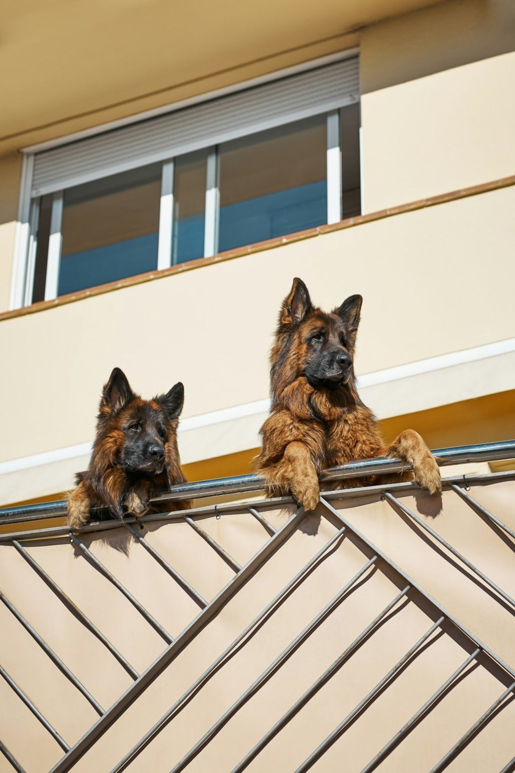 Two German Shepherd dogs are resting their paws on a balcony railing, peering over the edge. The setting appears to be a residential building with a sunlit exterior. — Credit: Photo by Dima Langemann on Unsplash