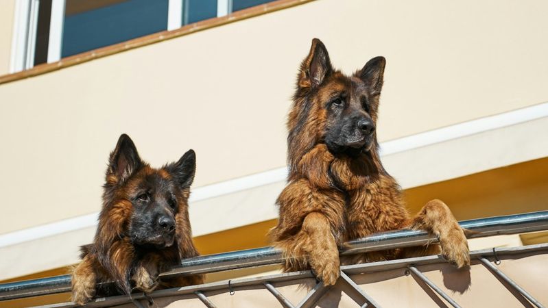 Two German Shepherd dogs are resting their paws on a balcony railing, peering over the edge. The setting appears to be a residential building with a sunlit exterior.