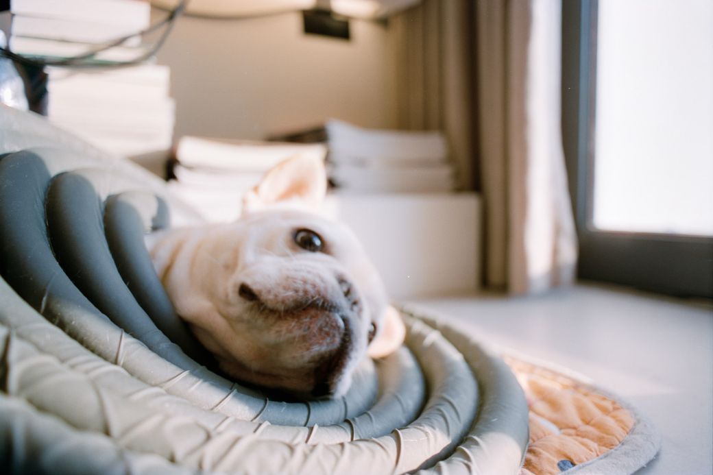 Traini raises $7.5m to build generative AI systems that interpret pet emotions