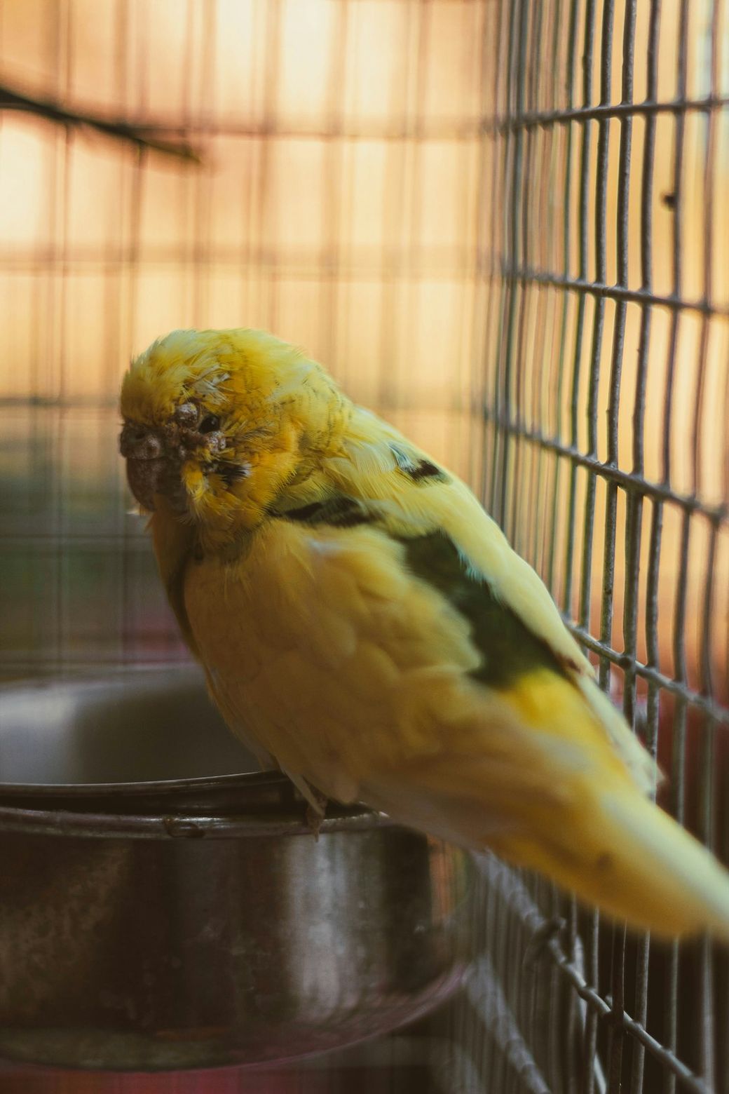 A close-up of a yellow and green parakeet perched near a metal bowl inside a birdcage. The background is softly blurred, focusing attention on the bird's vivid coloration. — Credit: Photo by Jabari Timothy on Unsplash