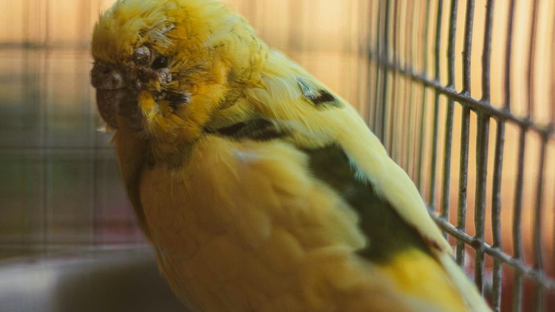 A close-up of a yellow and green parakeet perched near a metal bowl inside a birdcage. The background is softly blurred, focusing attention on the bird's vivid coloration.