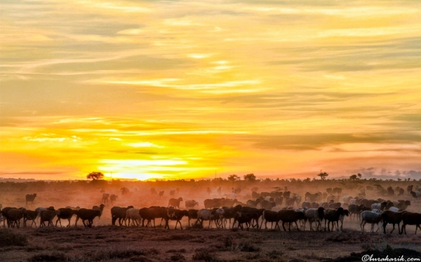 Kenya'daki Maasai Mara savanasında, akasya ağacı silueti ve altın rengi Afrika gökyüzü ile dramatik gün batımı.