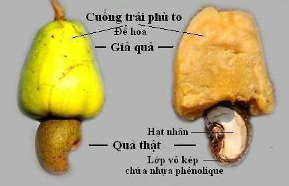 quả và hạt