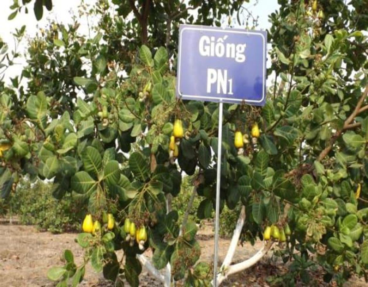 giống