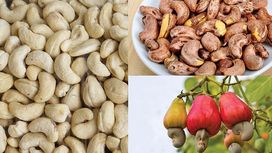 Cashew Conundrum - Discovering Its Fruit and Nut Nature