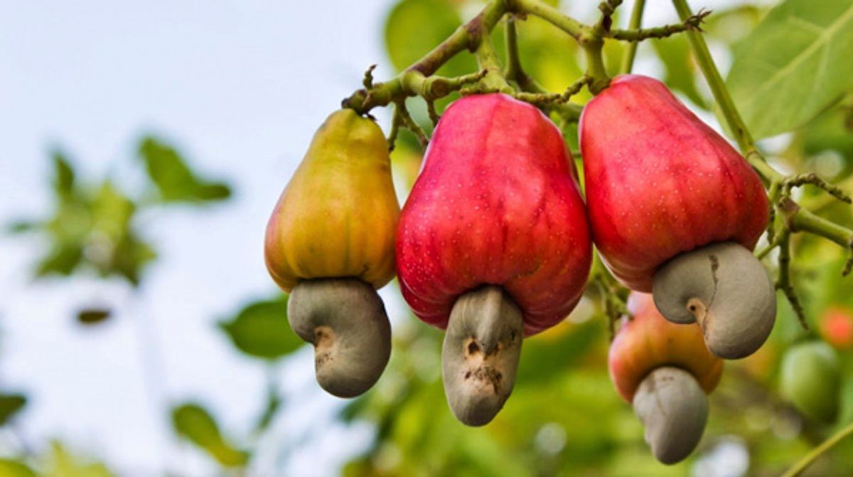 quả điều
