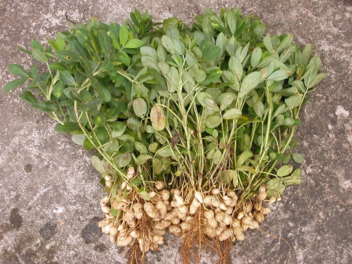 đậu phộng