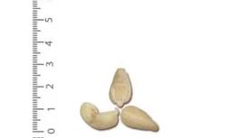 What Is Cashew Nut W620? What Is It Usually Used For?