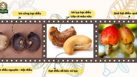 Cashew Nut Shells - Everything You Didn't Know