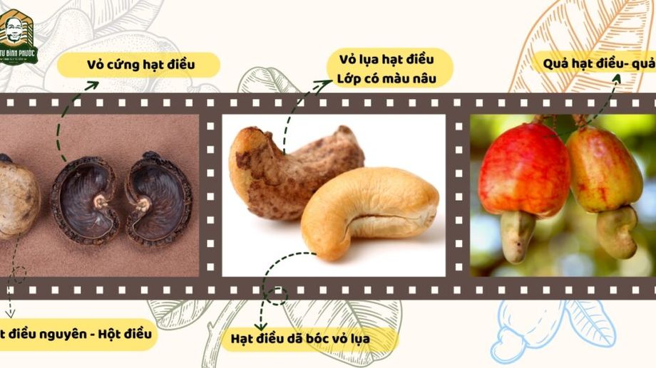Cashew Nut Shells - Everything You Didn't Know