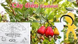 Cây Điều - Nguồn Dinh Dưỡng Từ Thiên Nhiên