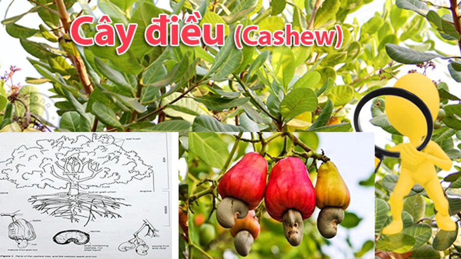 Cây Điều - Nguồn Dinh Dưỡng Từ Thiên Nhiên