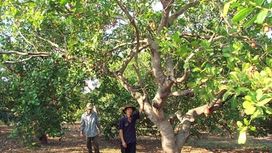 Discovering Cashew Trees - What Do They Look Like?