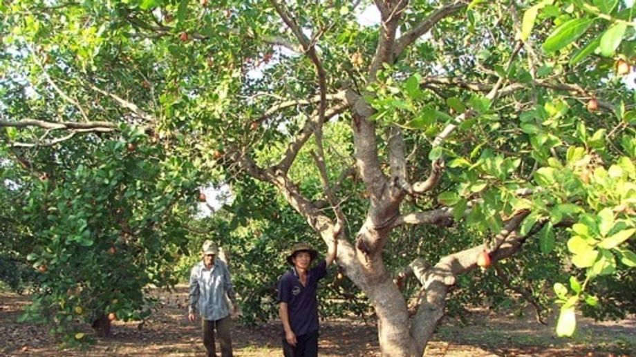 Discovering Cashew Trees - What Do They Look Like?