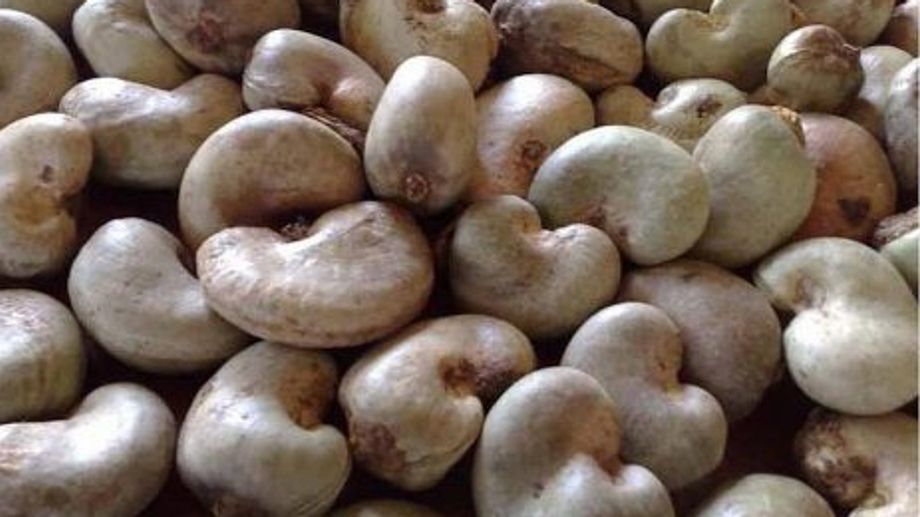 Hạt Điều Có Phải Là Một Loại Đậu Phộng? Khám Phá Sự Thật!