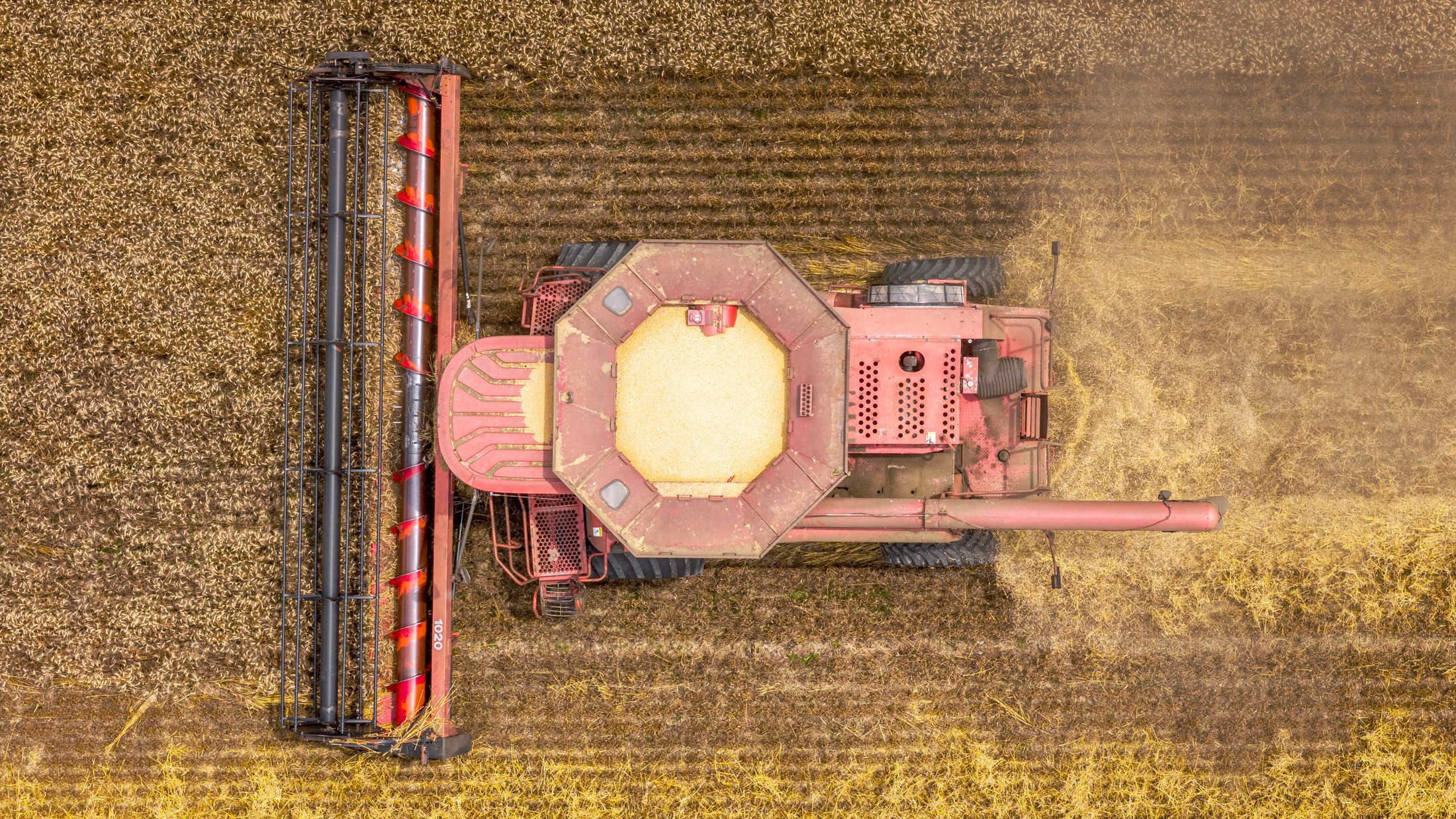 Aerial shot of combine harvester working in a wheat field during summer in Pinetops, NC.