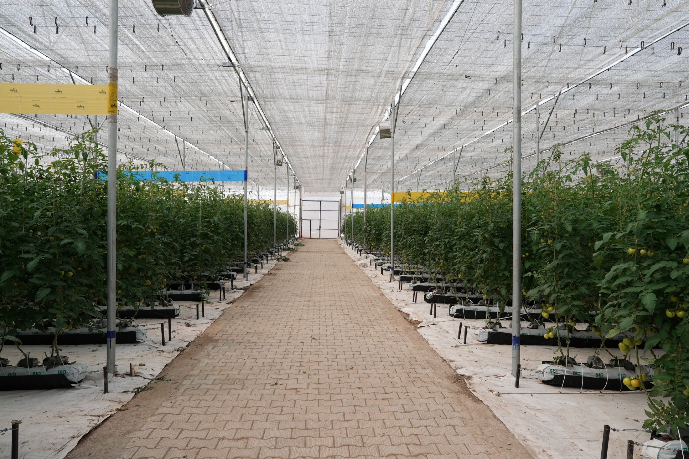 Interior view of a spacious greenhouse with organized rows of tomato plants.