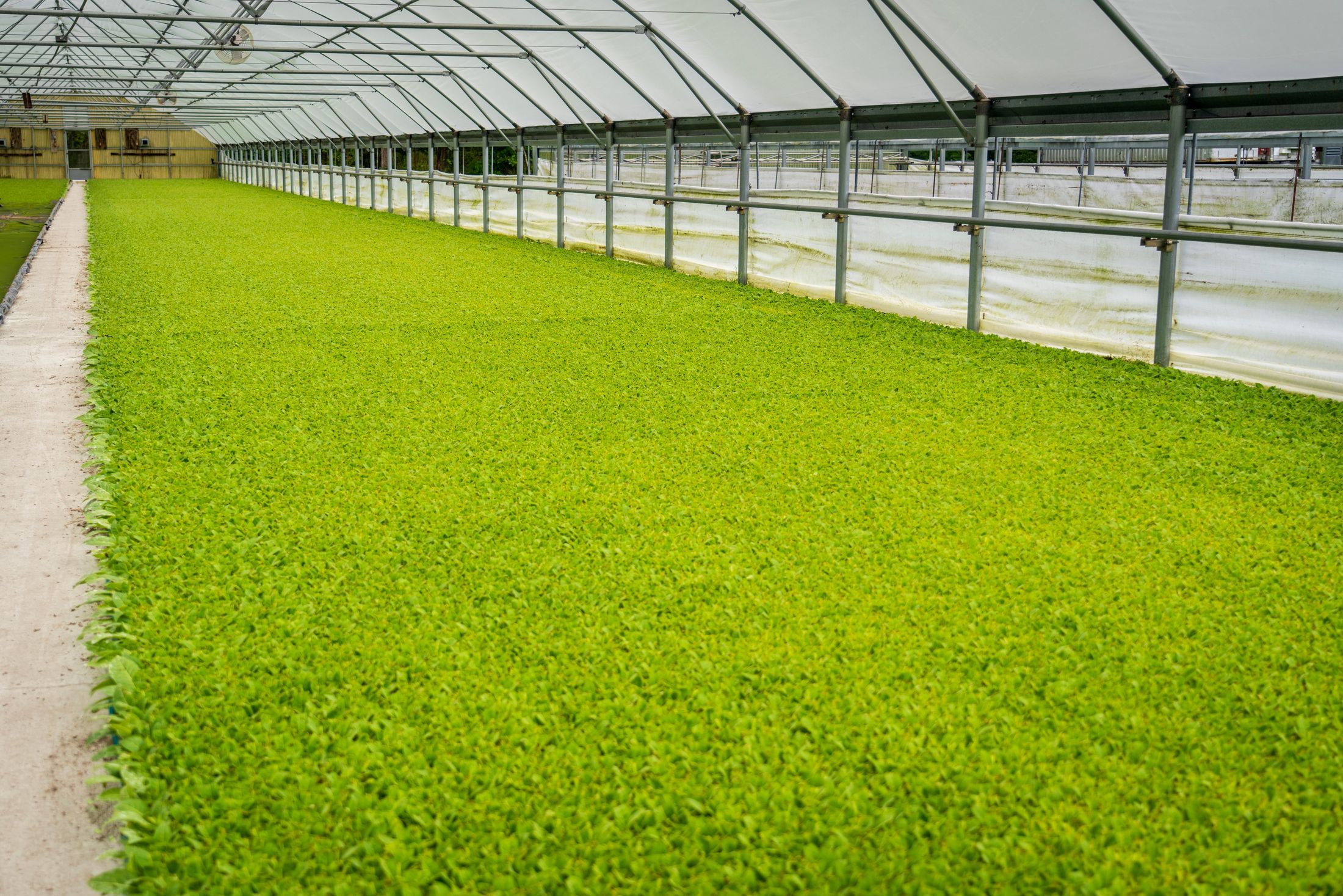 Long rows of vibrant green plants growing in a spacious commercial greenhouse.