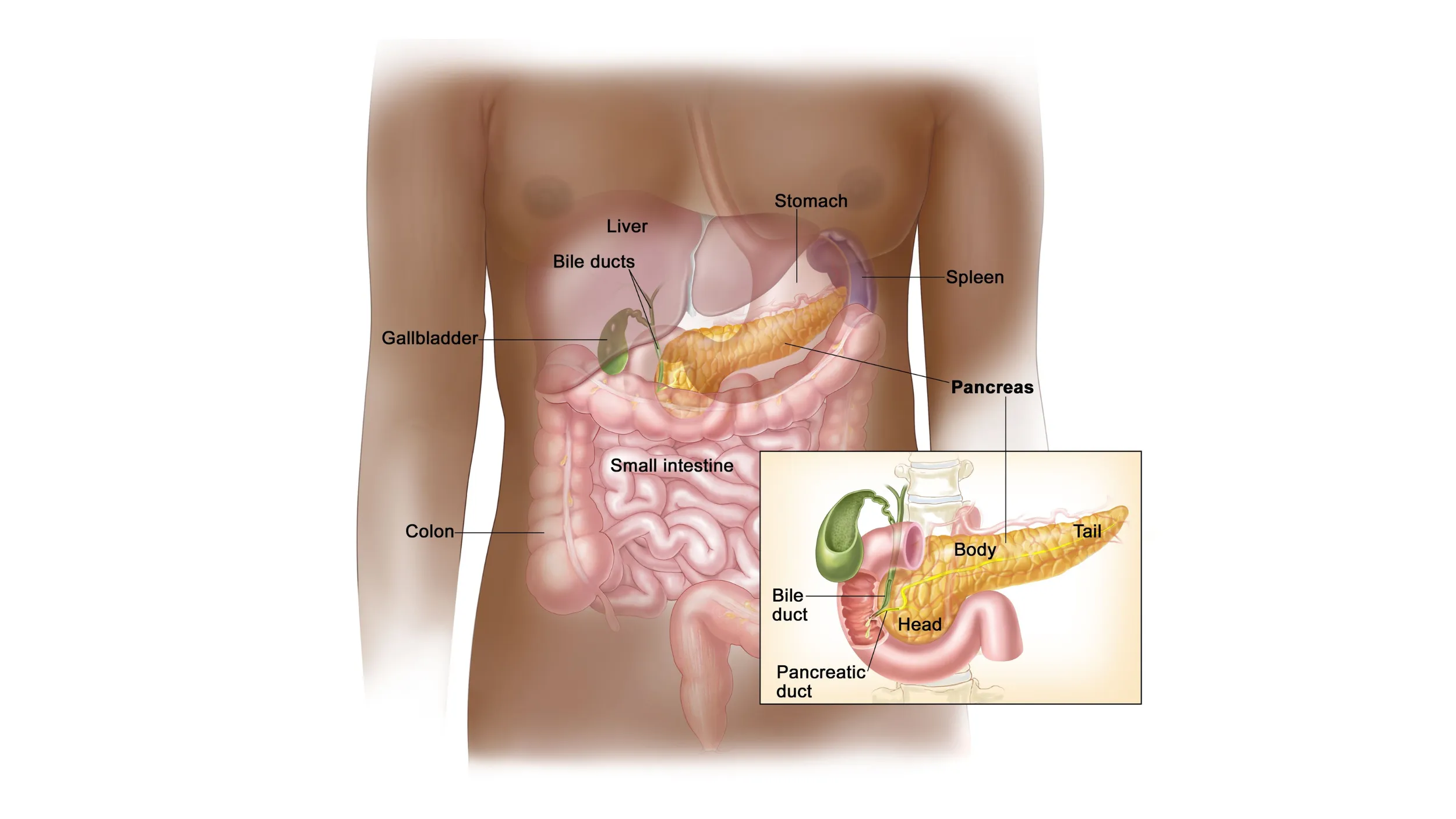 Pancreatic Neoplasms