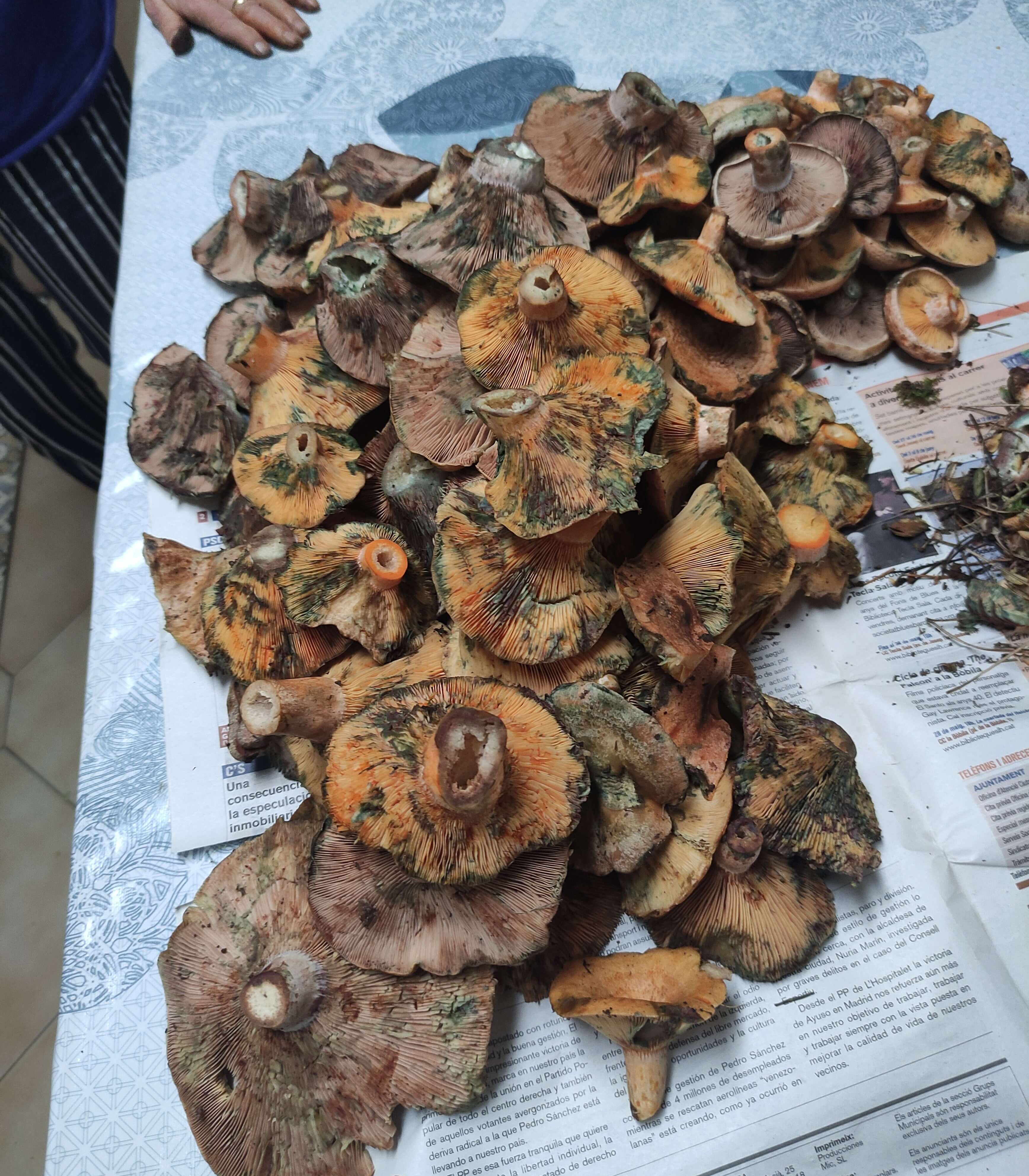 Inspiración Rovellons a la plancha