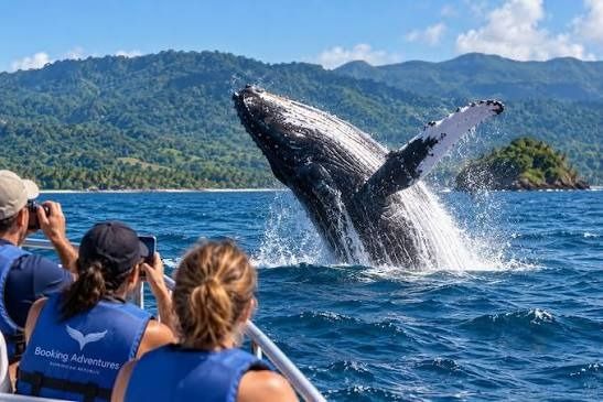 Avistaje de ballenas jorobadas en Samaná