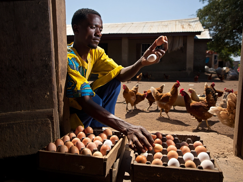 A poultry farmer arranging his beautifully hatched eggs 