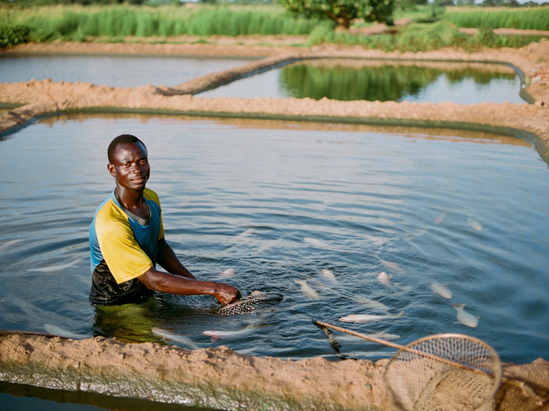 A Ghanaian man fishing