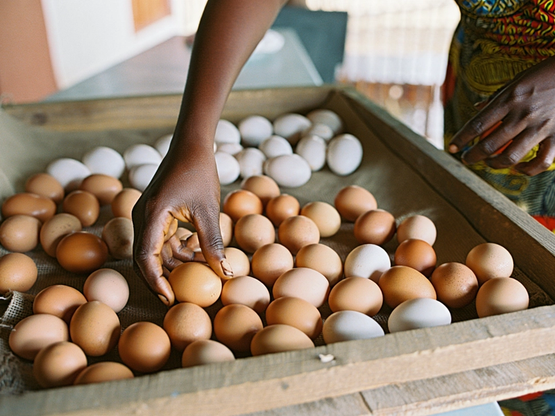 A farmer organizing eggs in a wooden box