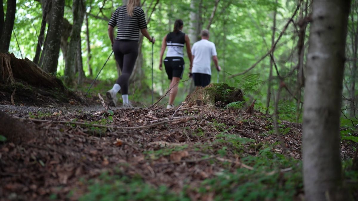 People hiking through the forest near Mount Med Resort