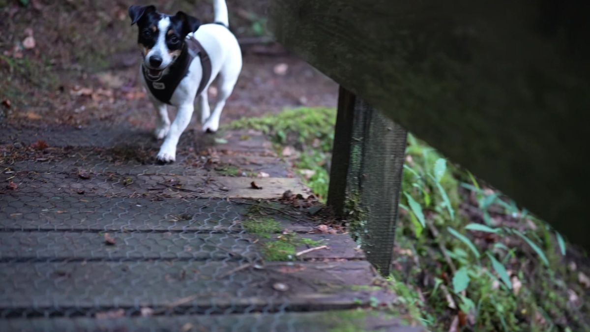 A small dog trotting across a wooden footbridge in the Wildschönau valley