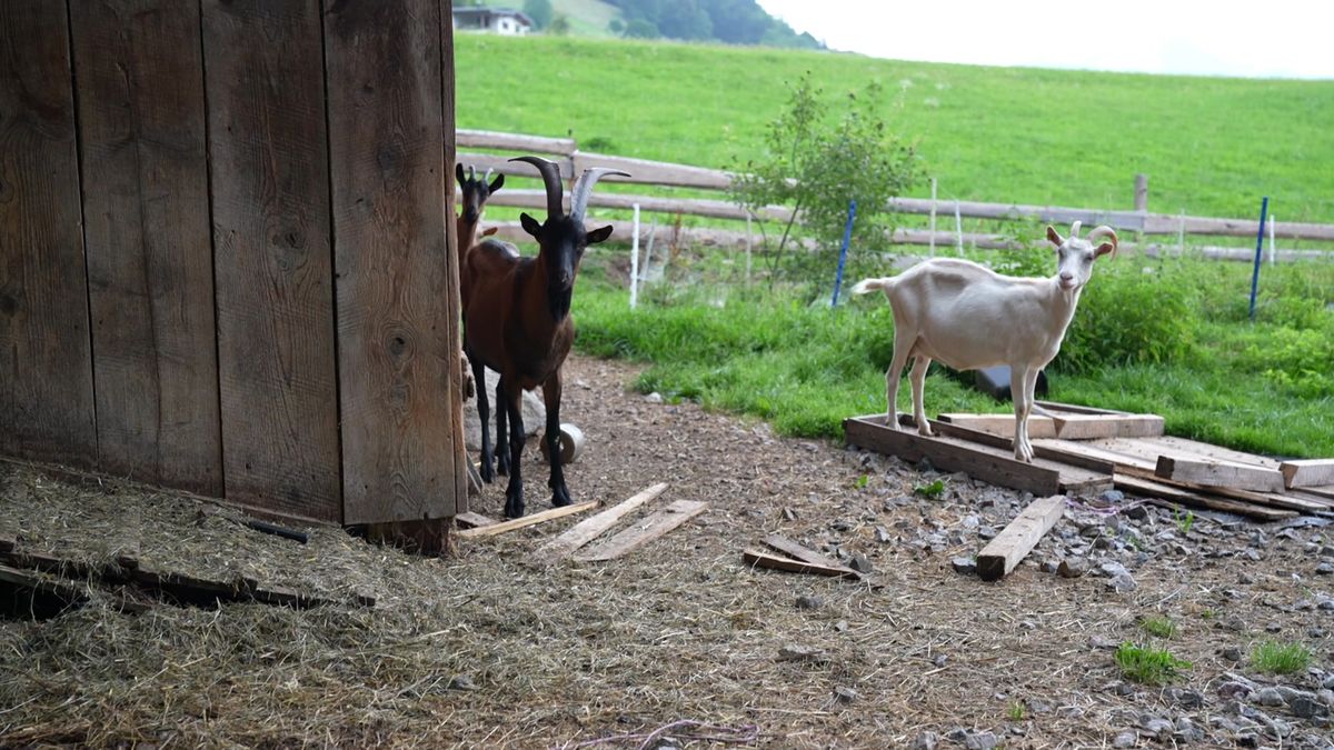 Goats at a farm near Mount Med Resort in the Wildschönau valley