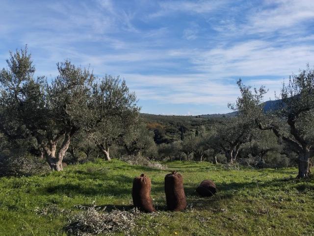 Πώληση ελαιοπερίβολου στα Παπούλια Μεσσηνίας