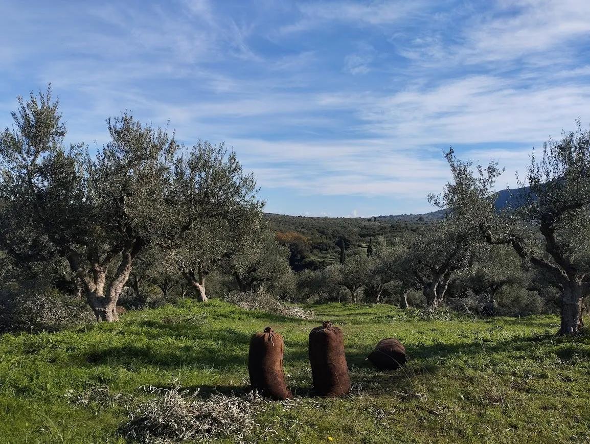 Πώληση ελαιοπερίβολου στα Παπούλια Μεσσηνίας