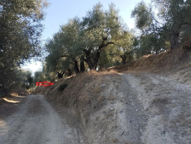 Ampelofyto Messinia Olivegrove for sale
