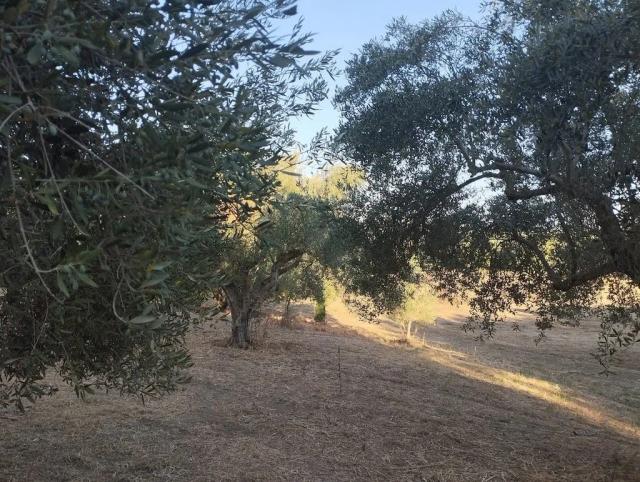 Πώληση αγροτεμαχίου στην Τραγάνα Μεσσηνίας