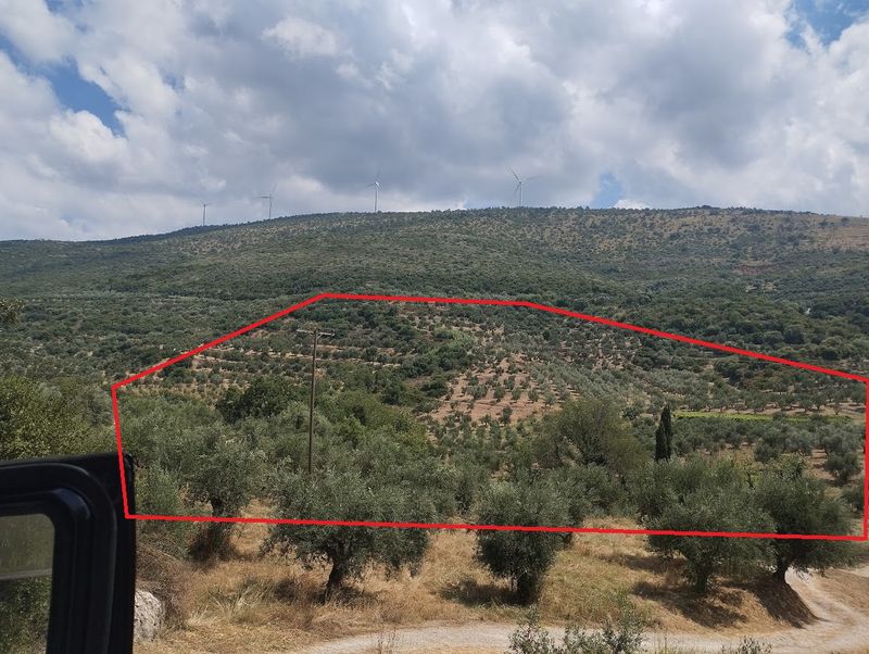 Olivenland zum verkaufen in Metamorfosi Messenien, Foto 1 von 8