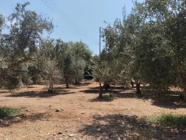 Πώληση αγροτεμαχίου Γαργαλιάνοι